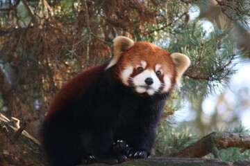 red panda bear
