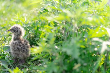 ウミネコの雛