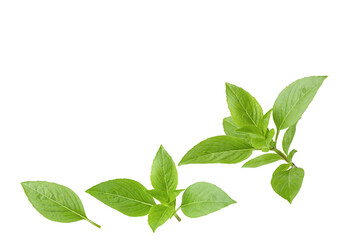 basil leaf isolated on white background
