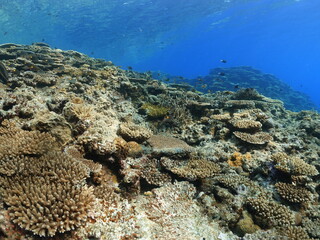 coral reef
