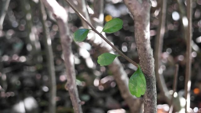 Peaceful view of medicinal green leaves of Ehretia microphylla, also known as Fukien tea tree or Philippine tea tree