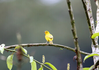 Saffron finch (Sicalis flaveola) in Equador