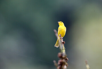 Saffron finch (Sicalis flaveola) in Equador
