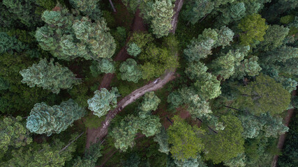 Bosque de Los Azufres en Michoacán, México 