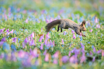 エゾリスとカタクリの花
