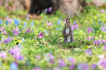 エゾリスとカタクリの花