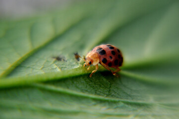 ladybug on leaf
