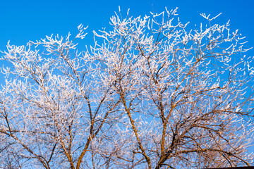 snow-covered in a hoarfrost tree against a blue sky background