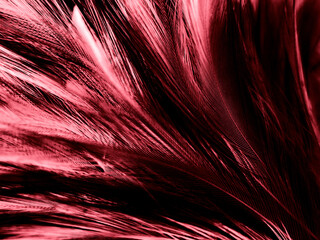 Beautiful abstract red feathers on dark background and black feather texture on red pattern and red background, pink feather wallpaper, love theme, wedding valentines day