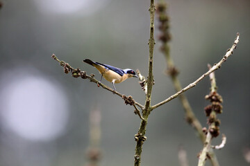 Fawn-breasted tanager (Pipraeidea melanonota) in Equador
