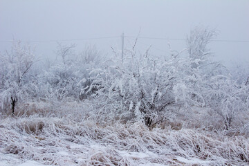 Snow-covered winter steppe during fog. Trees and grass covered with frost