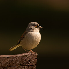 Ave Junco phaeonotus posando sobre una banca en el bosque de los  Azufres, Michoacán, México 