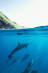 Swimming with Wild Spinner Dolphins in Hawaii 