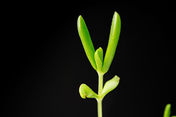 Small young green sprouts of a plant on black background