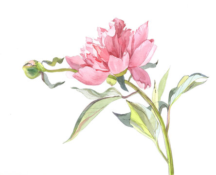 Pink peony flower. Graceful drawing. Spring flower. Decorative image. Watercolor.