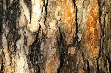 tree bark in the sun