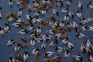 ducks swim in the pond