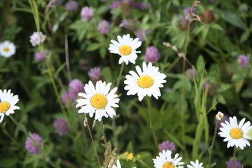 Fototapeta premium It is my beautiful flowers