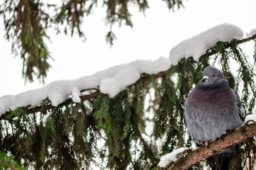 pigeon sitting on a snowy branch
