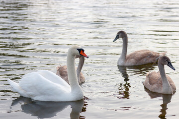 Adult and young swans swim in the lake.