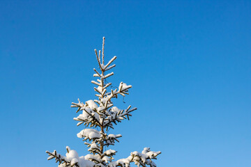 Beautiful Christmas tree covered with snow. Bottom view. Isolated against a blue sky. Close-up. Background. Landscape