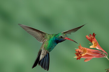 Fototapeta na wymiar Broad-billed Hummingbird 