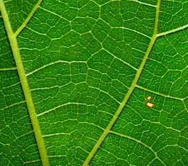 Green leaf fiber background pattern.