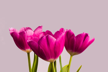 Obraz premium Drei blühende Tulpe rosarot