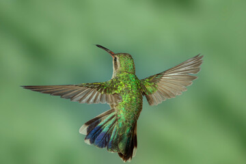Broad-billed Hummingbird 