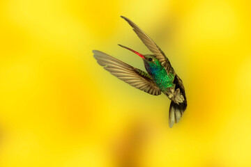Broad-billed Hummingbird 
