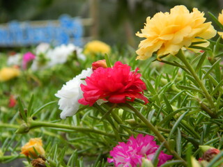 red and yellow flowers