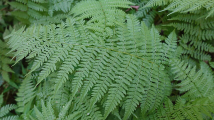 Fern close-up. Full screen graceful carved green leaves in the shade of the park.