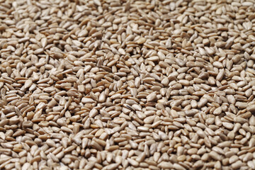 sunflower seeds on rustic background