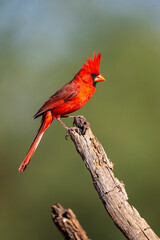 Male Northern Cardinal