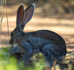 jackrabbit hiding in shade on a hot Arizona day © Dennis Donohue