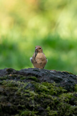 Green and yellow songbird, Detailed Greenfinch standing on a big rock. In the background special green and yellow bokeh