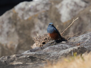 イソヒヨドリの雄