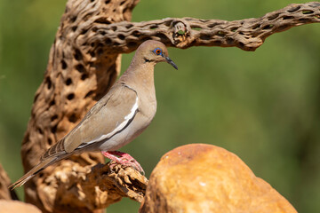 White-winged Dove