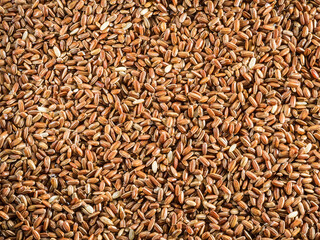 Brown rice - whole grain rice with outer hull or husk. Close-up.