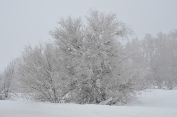 Landscapes of the winter forest. Frost on the tree.
