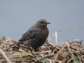 イソヒヨドリの雌