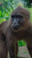 Obraz premium monkey in the forest