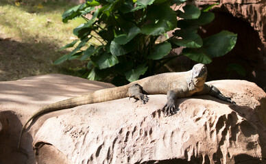 Komodo Dragon  in captivity