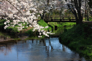 Fototapeta na wymiar 桜に彩られる忍野八海　山梨県の忍野村にある富士山の伏流水を水源とする湧水群。周辺も昔ながらの里の風景を再現し郷愁をそそる。また、桜が美しい新名庄川など自然豊かな風情を楽しめる。世界遺産富士山の構成資産の一部。
