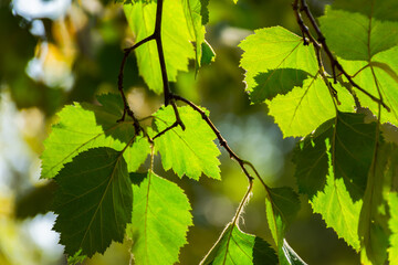 A background of green leaves in a sunny background light. Bright natural eco-friendly background. The concept of fresh air, spring mood, joy. Leaf streaks close-up, summer park. Natural ecodesign