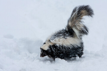 Skunk in snow covered field