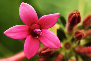 Fototapeta na wymiar Beautiful Pink Egyptian star cluster flower over green leaf.