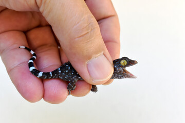 A polka-spotted baby gecko injured by a cat, in the gentle hands of a kind man, on a white background. 