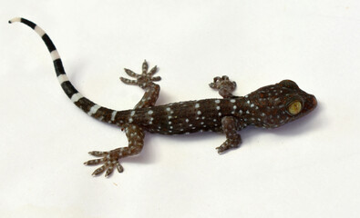 Beautiful colored gecko with yellow eyes crawling on a white background. 