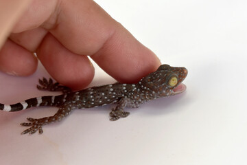 A polka-spotted baby gecko injured by a cat, in the gentle hands of a kind man, on a white...
